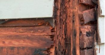 Comment se débarrasser des termites ?